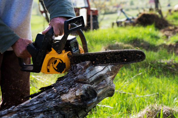 How Our Tree Care Process Works  in  Nicholasville, KY